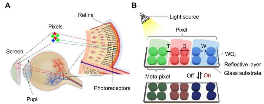 瑞典三校聯(lián)合研發(fā)560納米像素視網(wǎng)膜電子紙技術(shù)