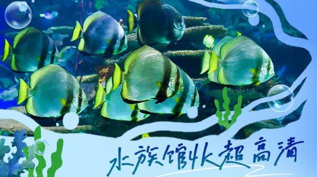 PICO視頻本周上新:穿越旗袍古韻、海底療愈與星際哲思 第3張 PICO視頻本周上新:穿越旗袍古韻、海底療愈與星際哲思 第3張