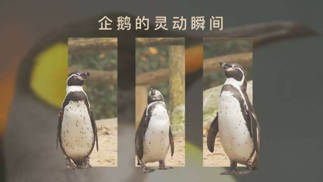 PICO視頻7月18日上線自然主題VR內(nèi)容 第4張 PICO視頻7月18日上線自然主題VR內(nèi)容 第4張